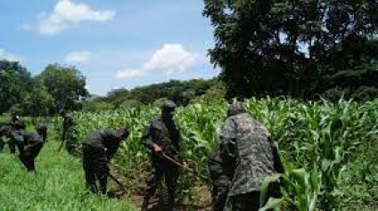 Sala de lo Constitucional declaró inconstitucional decreto que otorga facultades a las Fuerzas Armadas de Honduras para administrar el agro